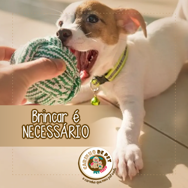 Brincadeiras para gatos: atividades para divertir o pet - Central Pet